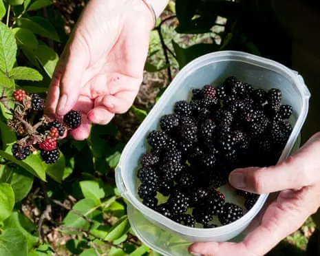 In Search Of: Scrumptious Baked Goods to Make Use Of a Abundance of Homemade Jam