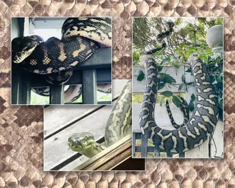 Welcoming my Snakes in the Roof: A Journey from Dread to Fascination